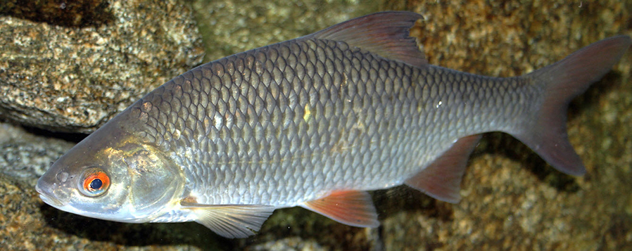 Rutilus rutilus_07.jpg